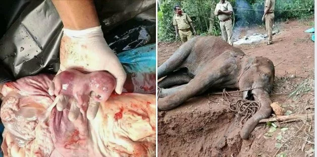 गर्भवती हथिनी की निर्मम हत्या, Kerala के मल्लपुरम में अनानास में बम डालके खिलाया